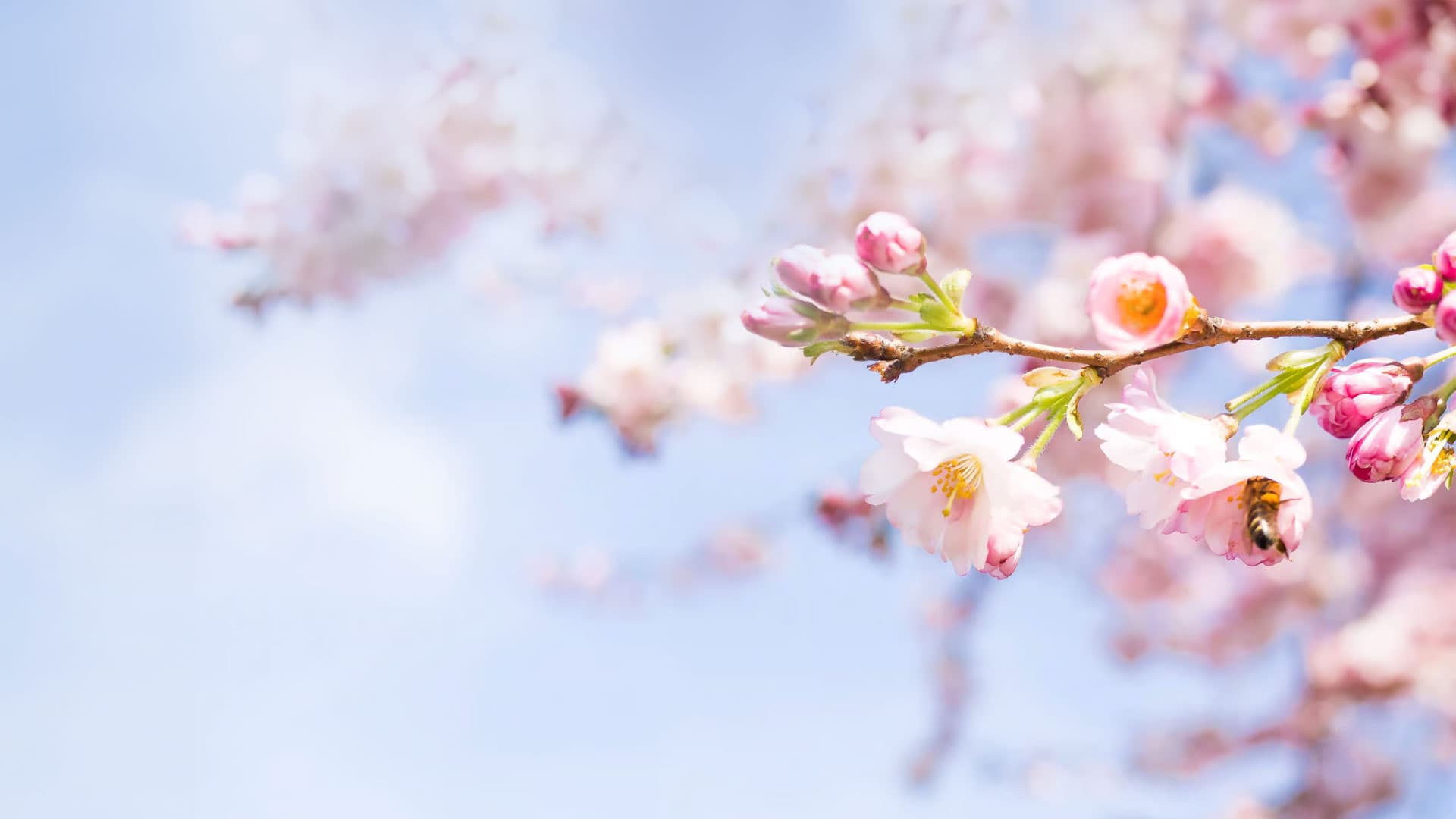 Ein kleiner ast mit kirschblueten und knospen vor blauem